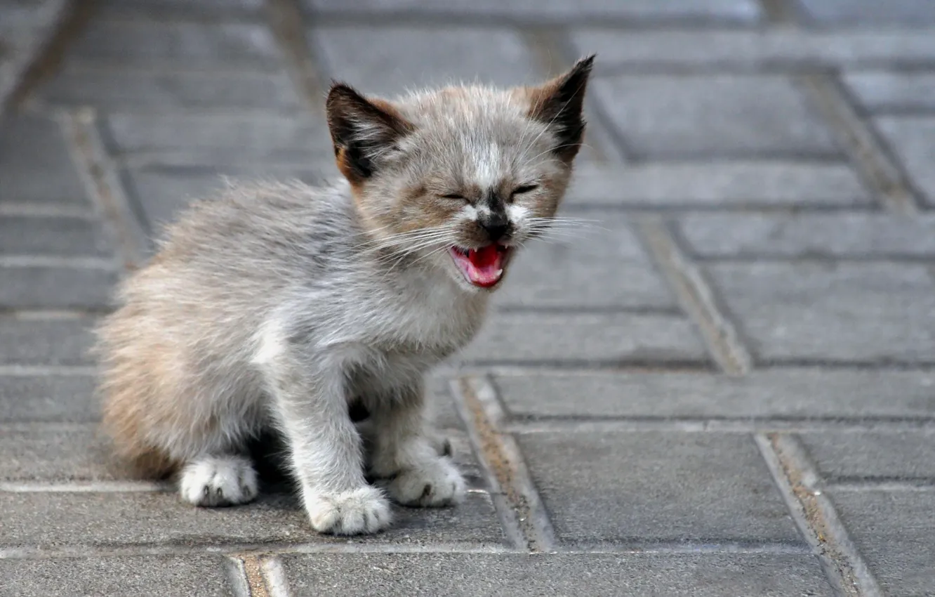 Photo wallpaper cat, look, background