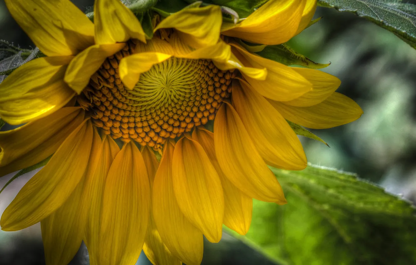 Photo wallpaper flower, yellow, HDR, sunflower