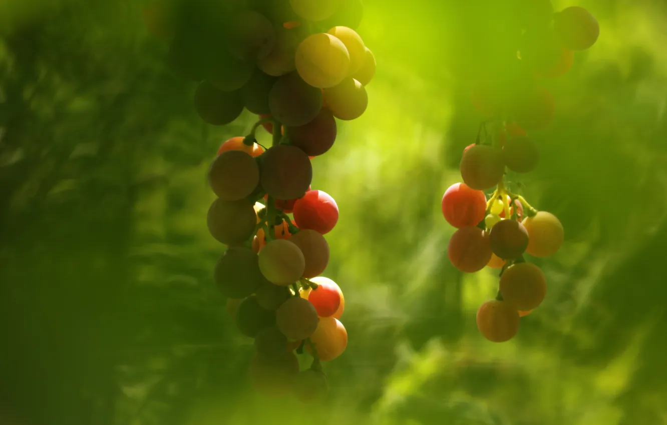 Photo wallpaper macro, background, grapes