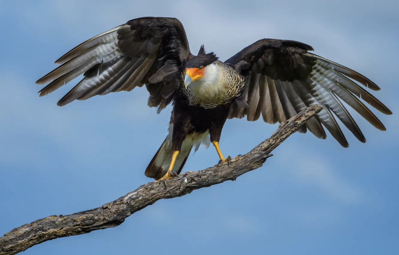 Photo wallpaper animals, view, birds, Texas, travel, PROTECT, Crested Caracara Bird