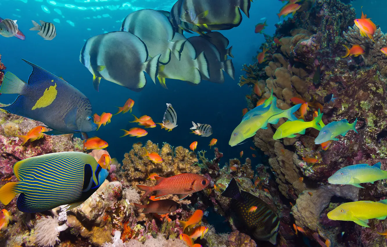 Photo wallpaper sea, the ocean, fish, under water, underwater, sea, ocean, fish