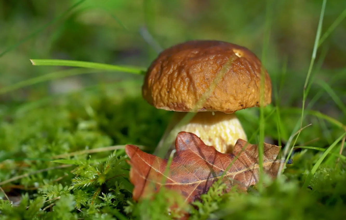 Photo wallpaper grass, mushrooms, leaf, Borovik