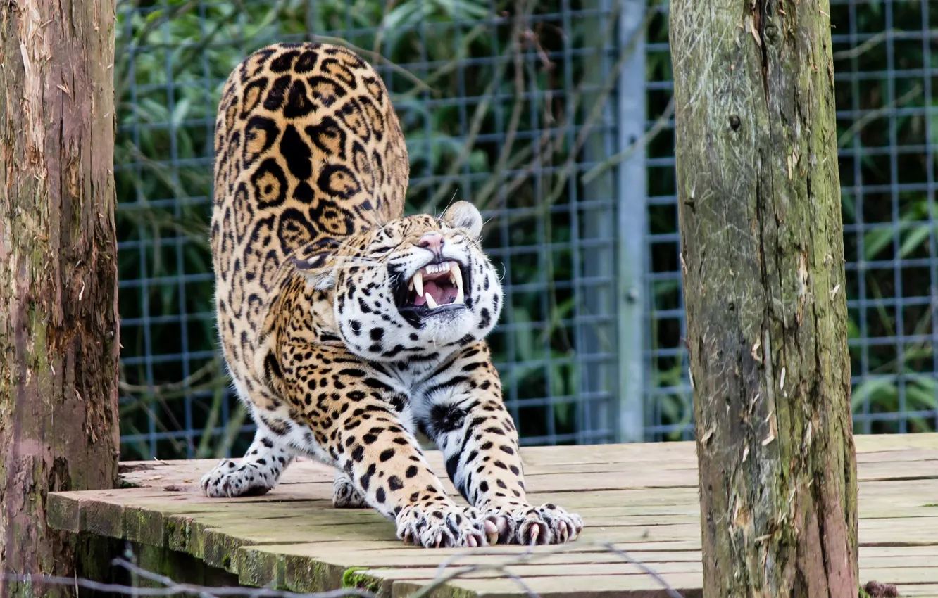 Photo wallpaper pose, predator, Jaguar, wild cat, zoo, stretching, warm-up