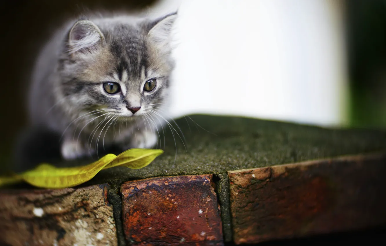 Photo wallpaper kitty, background, eyes, cute