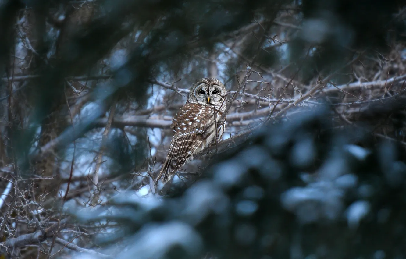 Photo wallpaper winter, forest, branches, owl, bird, bokeh, owl