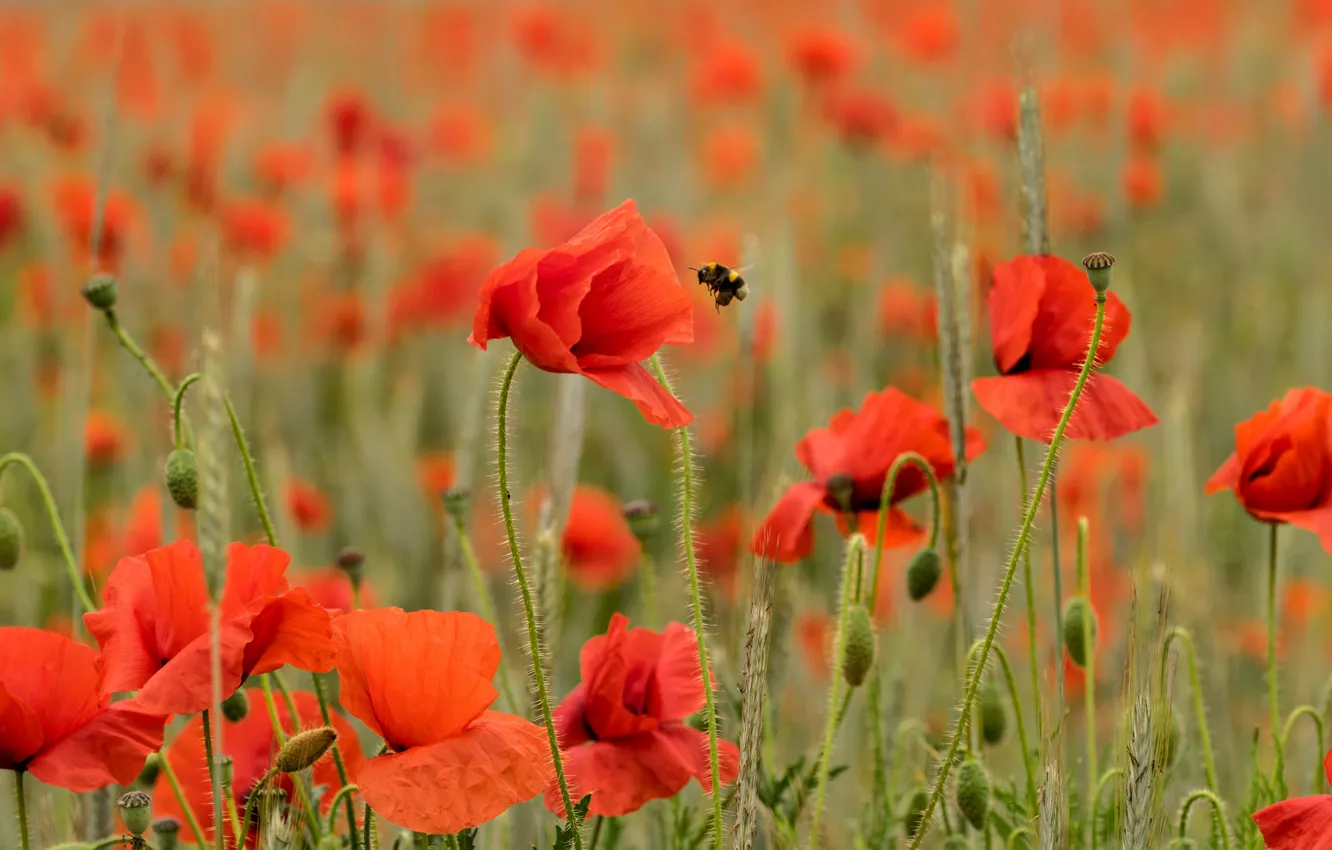Photo wallpaper flowers, bee, Maki, bumblebee, poppy field