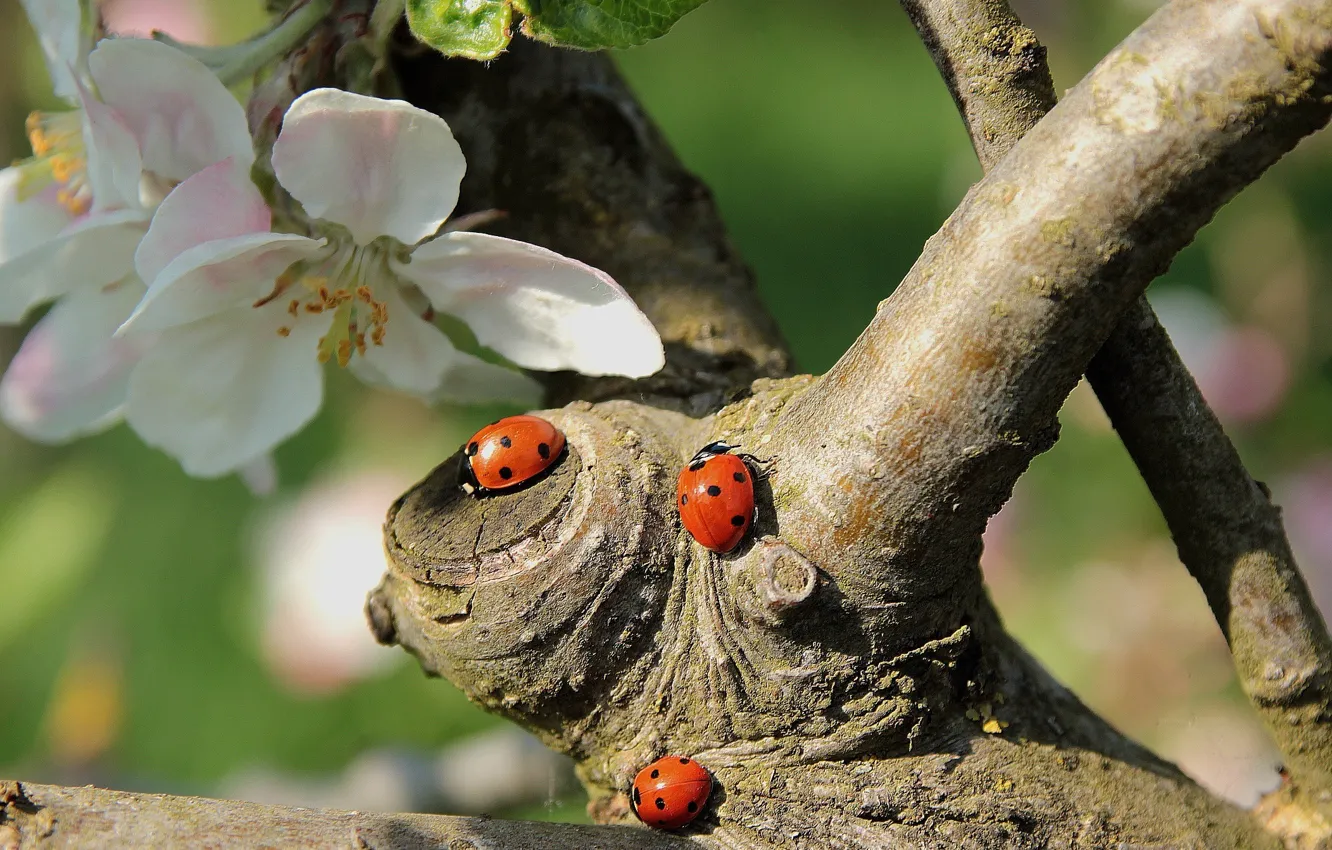 Photo wallpaper insects, branches, nature, tree, spring, bugs, Apple, flowering