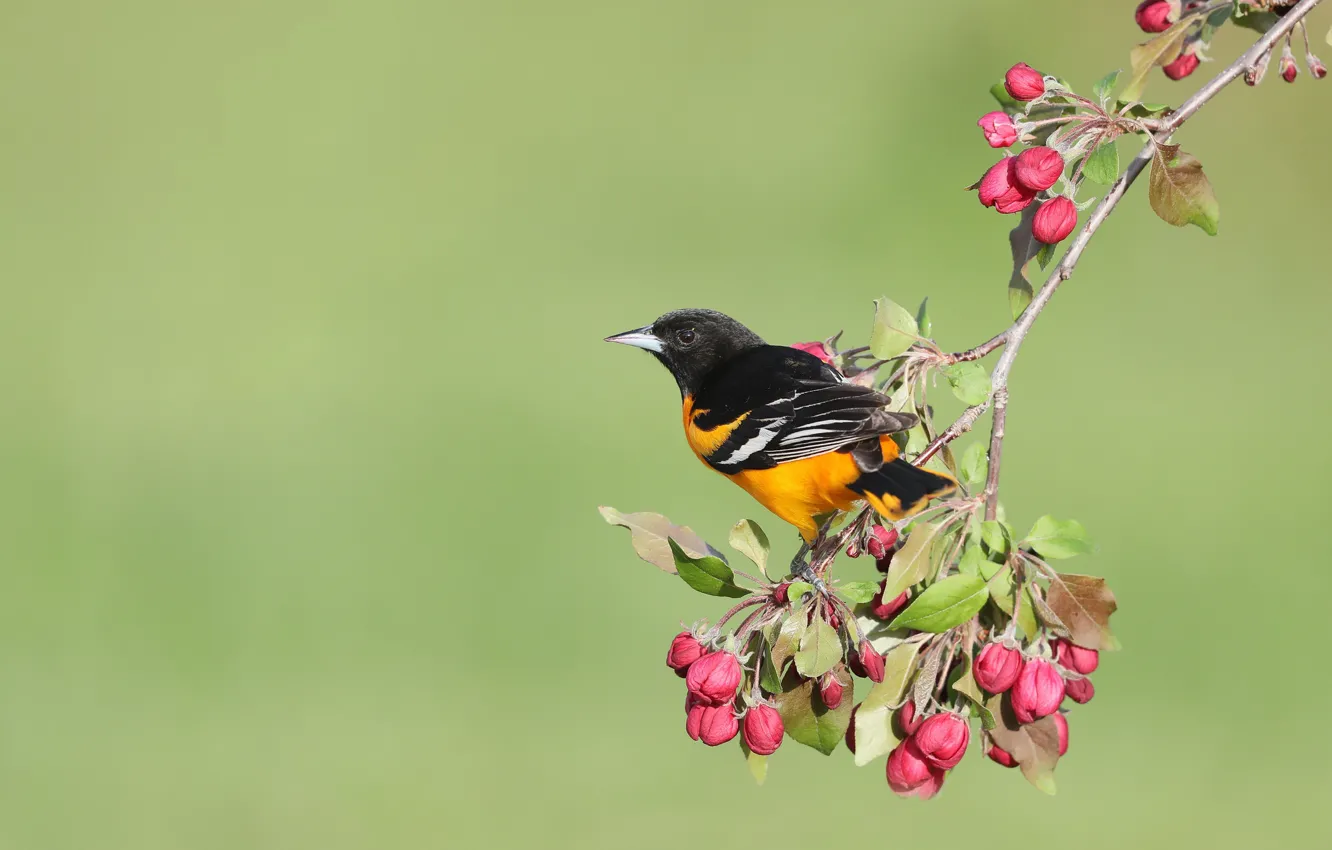 Photo wallpaper flowers, background, bird, spring, Apple, buds, Baltimore colored troupial, Baltimore Oriole