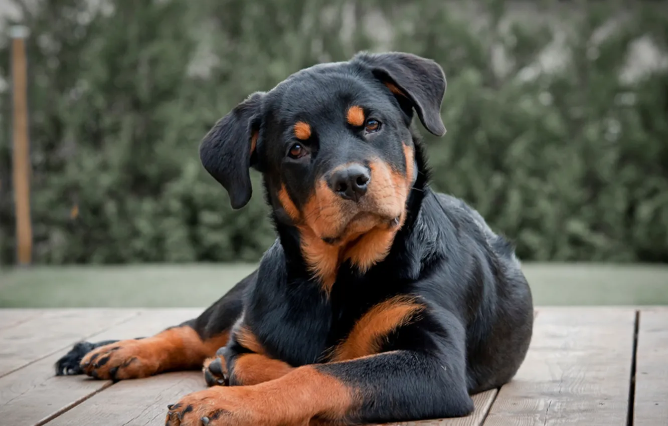 Photo wallpaper Dog, Rottweiler, Rottweiler