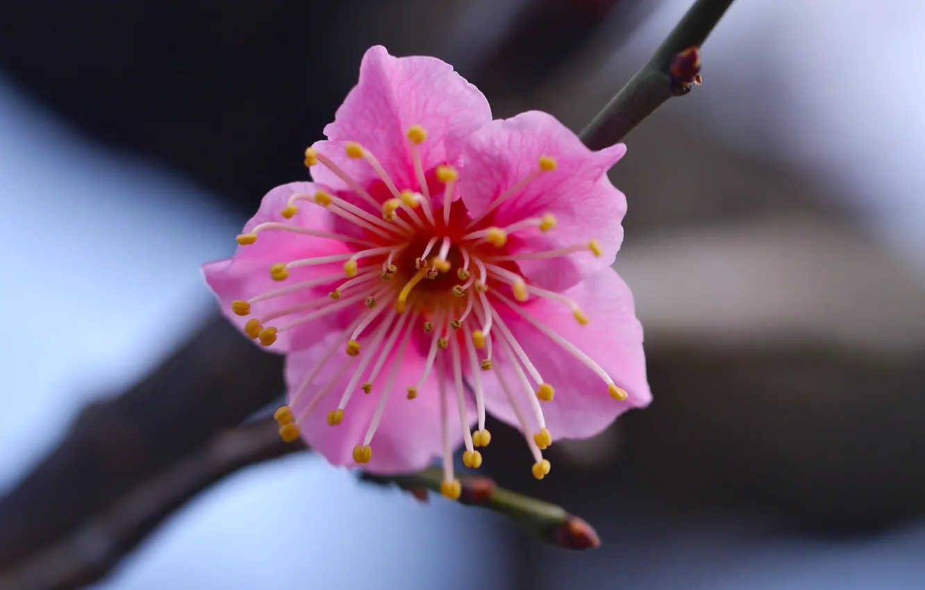 Photo wallpaper flower, macro, branch, Pink