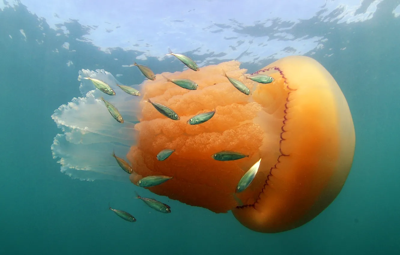 Photo wallpaper sea, fish, England, jellyfish, Dorset, Kimmeridge, The Purbeck