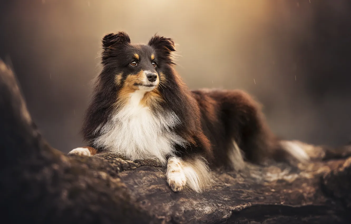 Photo wallpaper dog, log, Sheltie, Shetland Sheepdog