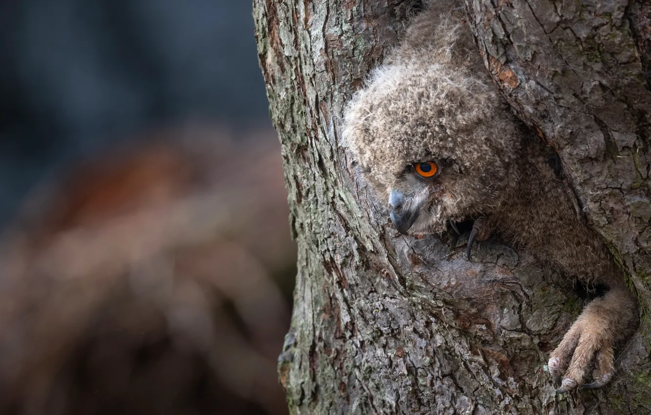 Photo wallpaper look, trees, owl, bird, Chicks, bokeh, the hollow, owlet