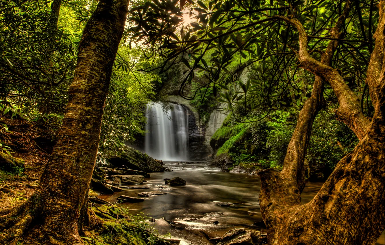 Photo wallpaper forest, the sun, trees, branches, stream, stones, waterfall, moss