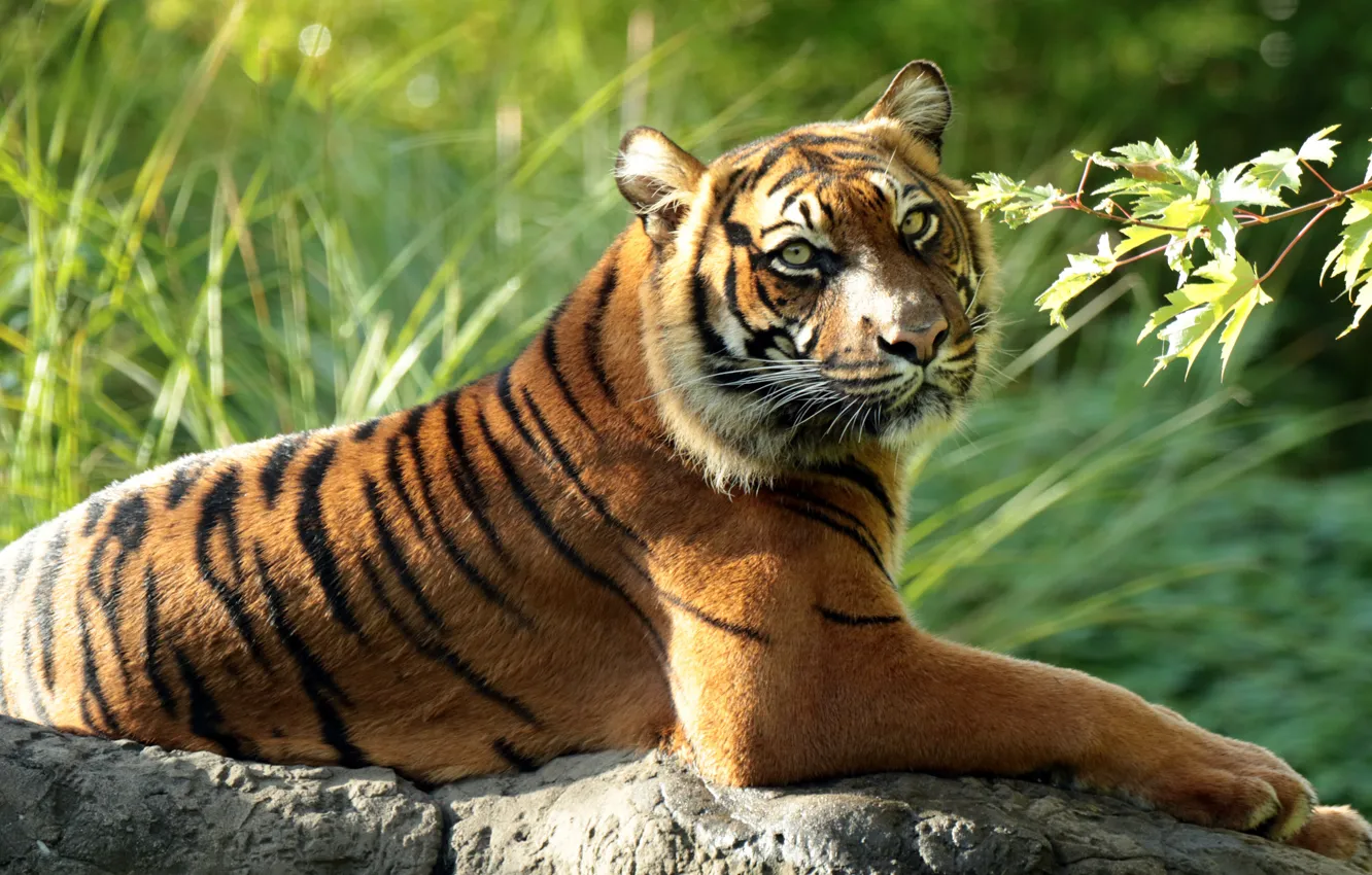Photo wallpaper tiger, predator, branch, wild cat, Sumatran tiger
