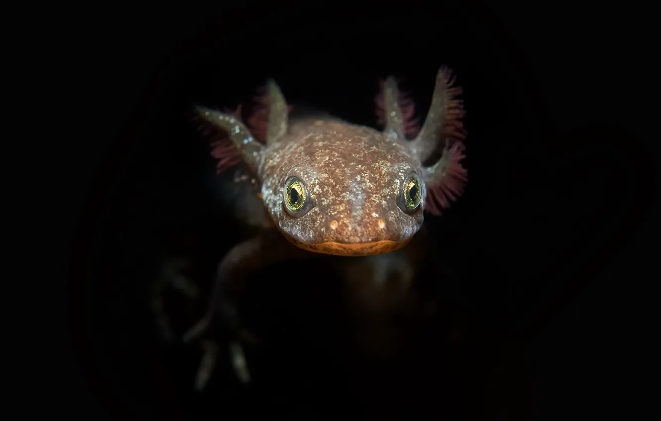 Photo wallpaper water, nature, Triton