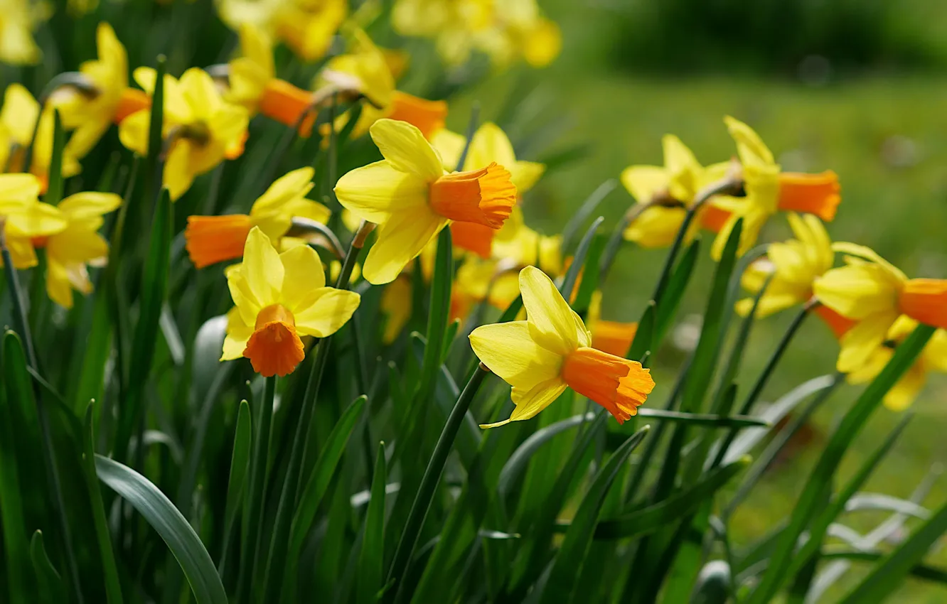 Photo wallpaper flowers, yellow, daffodils