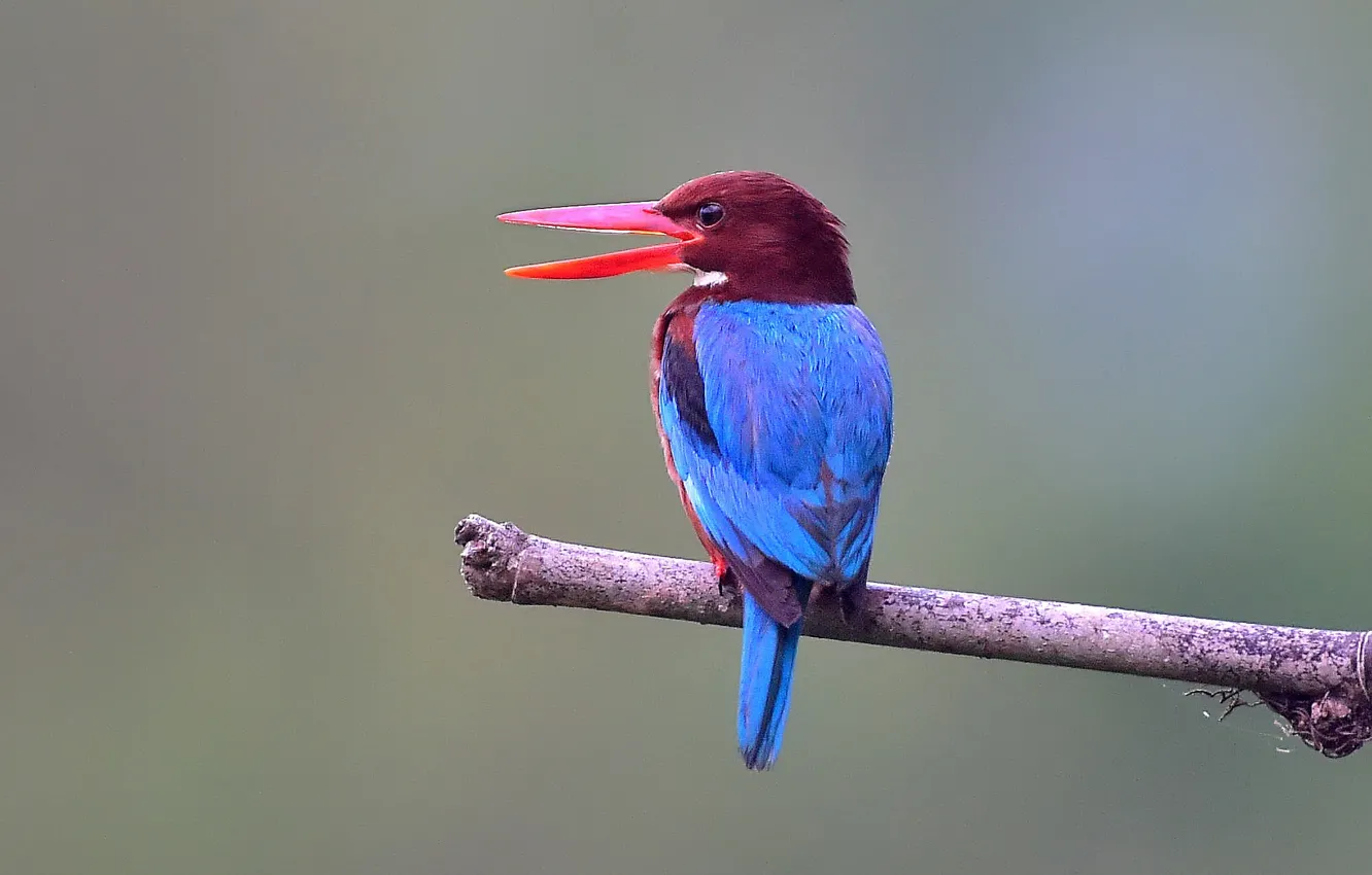 Photo wallpaper back, branch, kingfisher, wildlife, white-throated