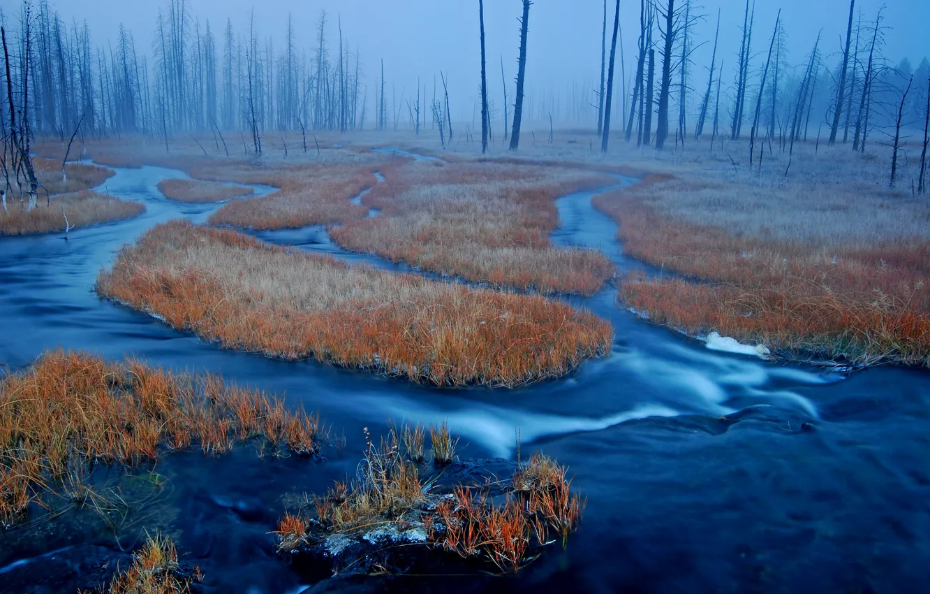 Photo wallpaper forest, grass, fog, river, swamp, USA, Wyoming, Yellowstone