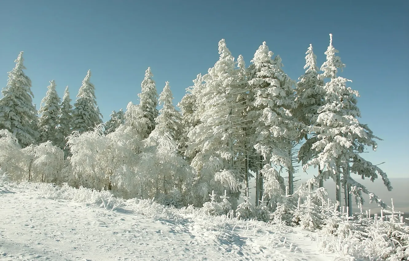 Photo wallpaper winter, frost, field, forest, light, snow, trees, nature