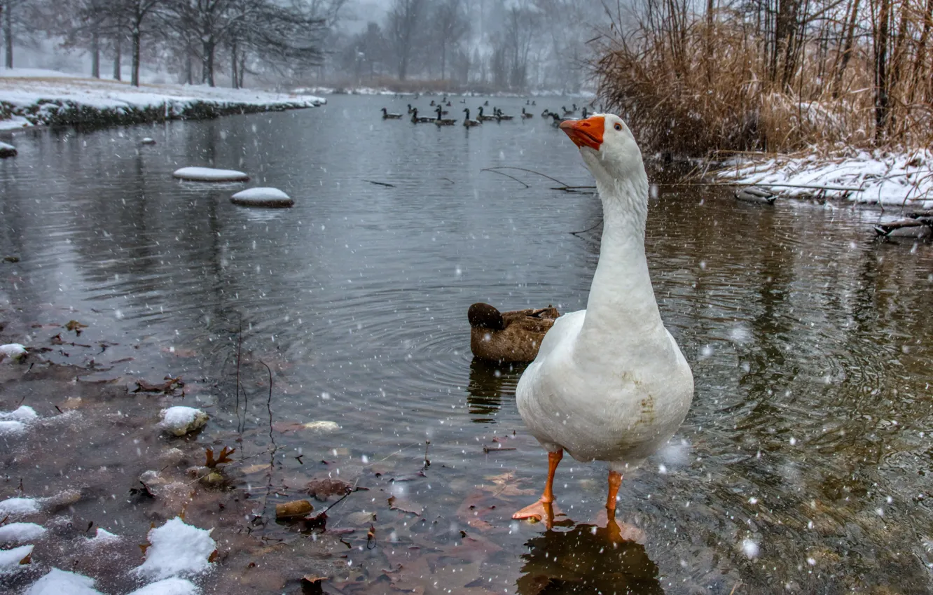 Photo wallpaper winter, white, look, water, snow, birds, branches, pose