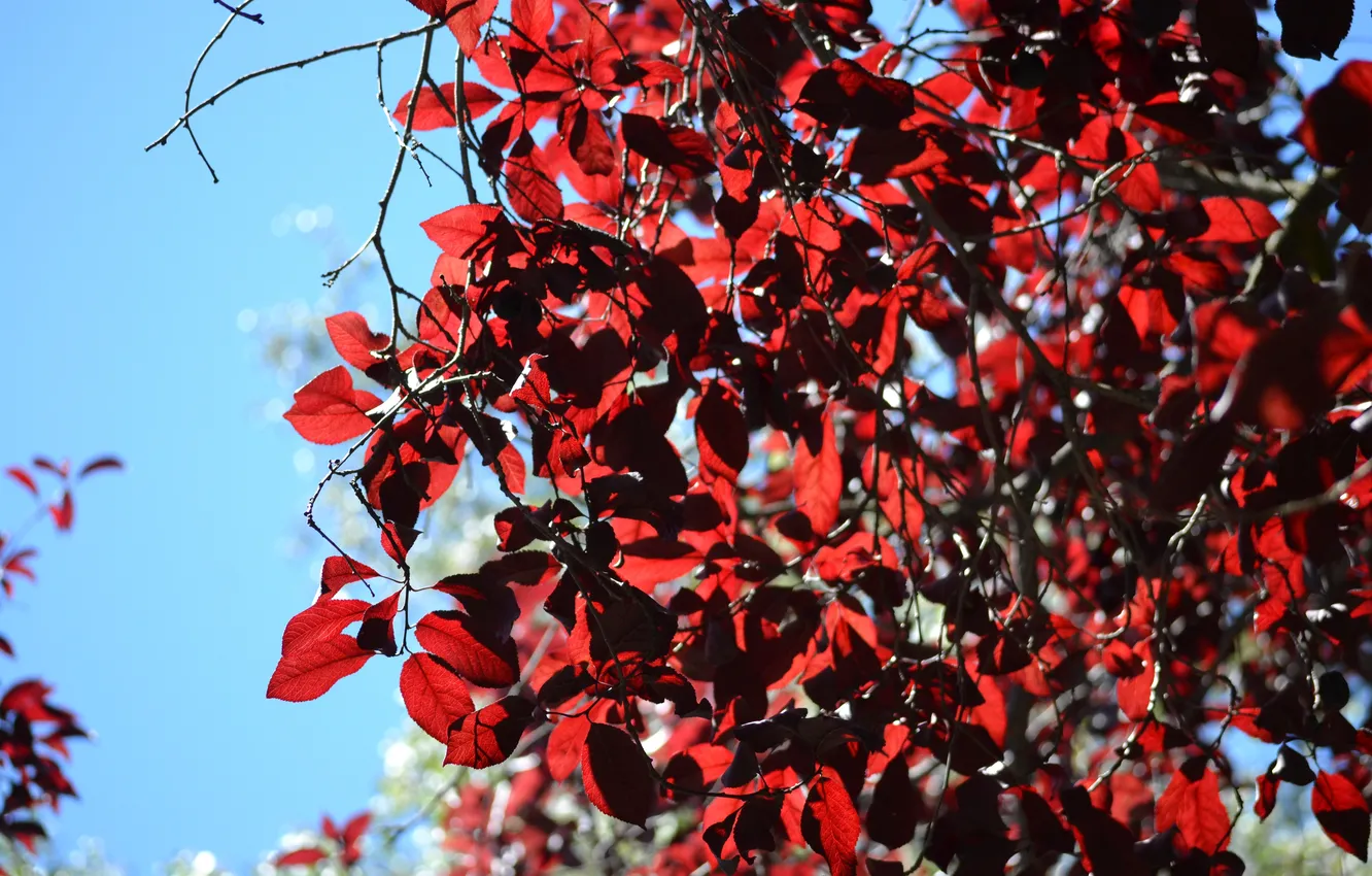 Photo wallpaper leaves, tree, red