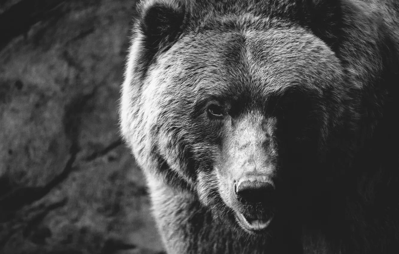 Photo wallpaper look, face, background, bear