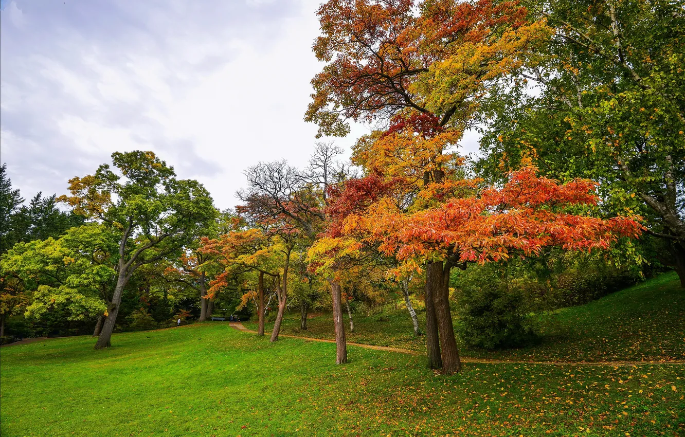 Photo wallpaper autumn, grass, leaves, trees, Park, path