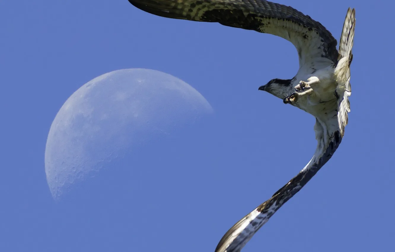 Photo wallpaper the sky, flight, bird, the moon, wings, claws
