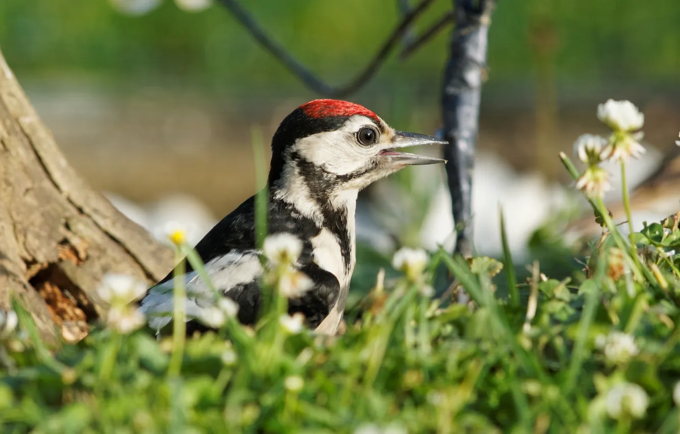 Photo wallpaper summer, nature, bird