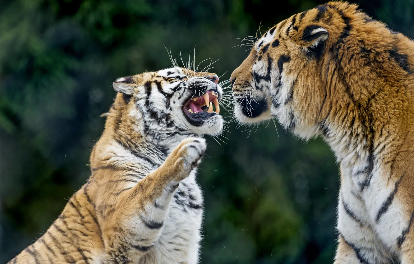 Photo wallpaper cat, tiger, pair, fangs, grin, evil, Amur, ©Tambako The Jaguar