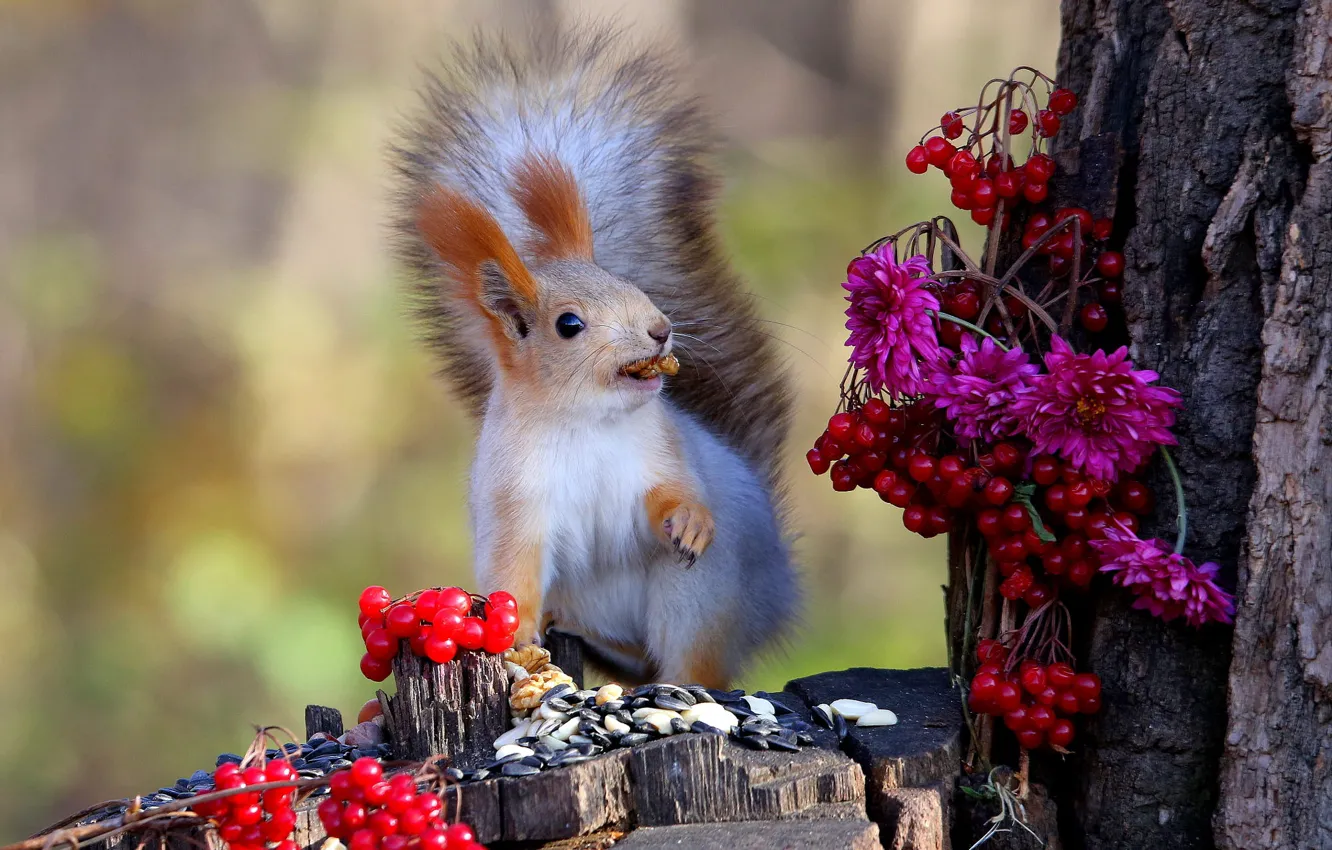 Photo wallpaper flowers, nature, pose, berries, stump, protein, seeds, chrysanthemum