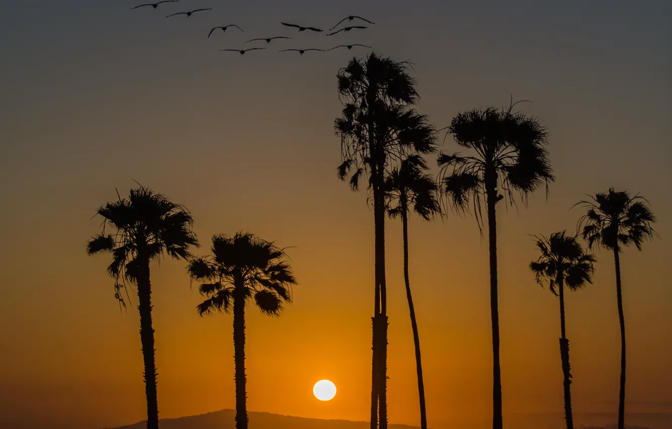 Photo wallpaper sunset, birds, palm trees, California