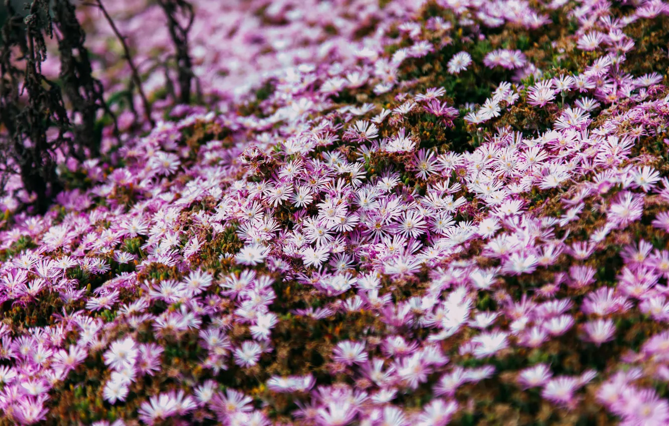 Photo wallpaper flowers, petals, a lot