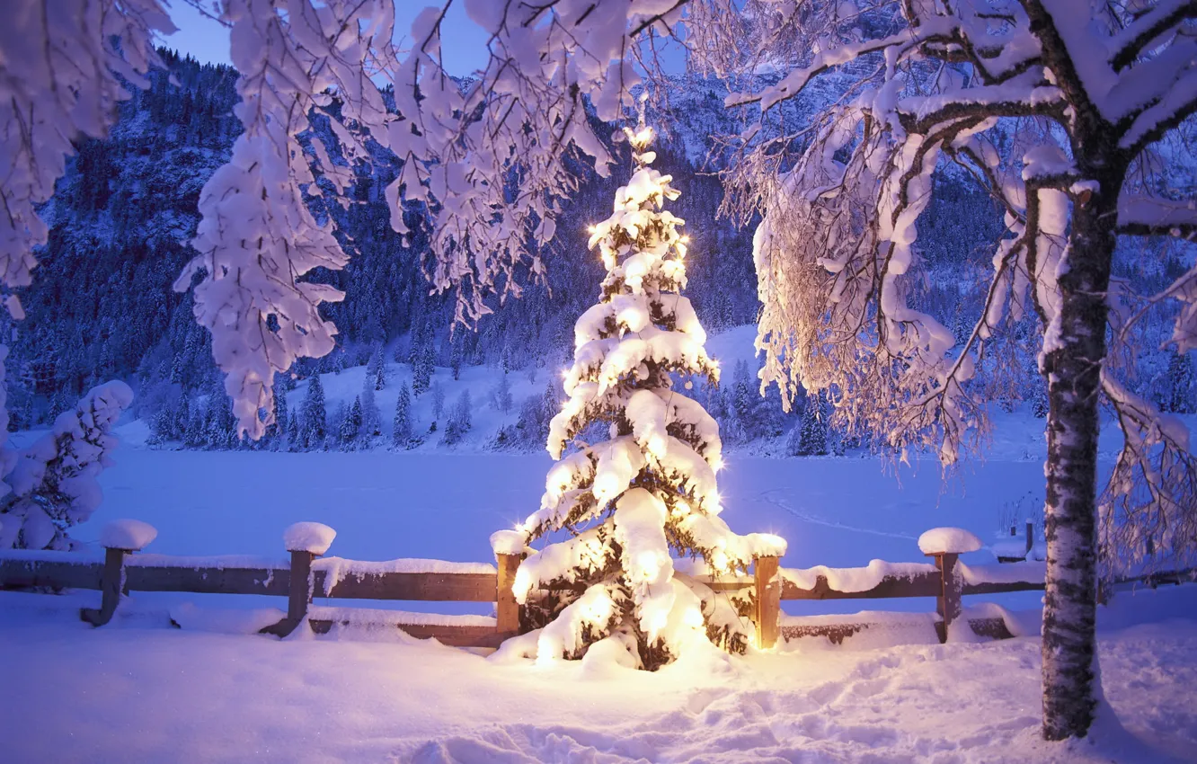 Photo wallpaper winter, snow, lights, tree