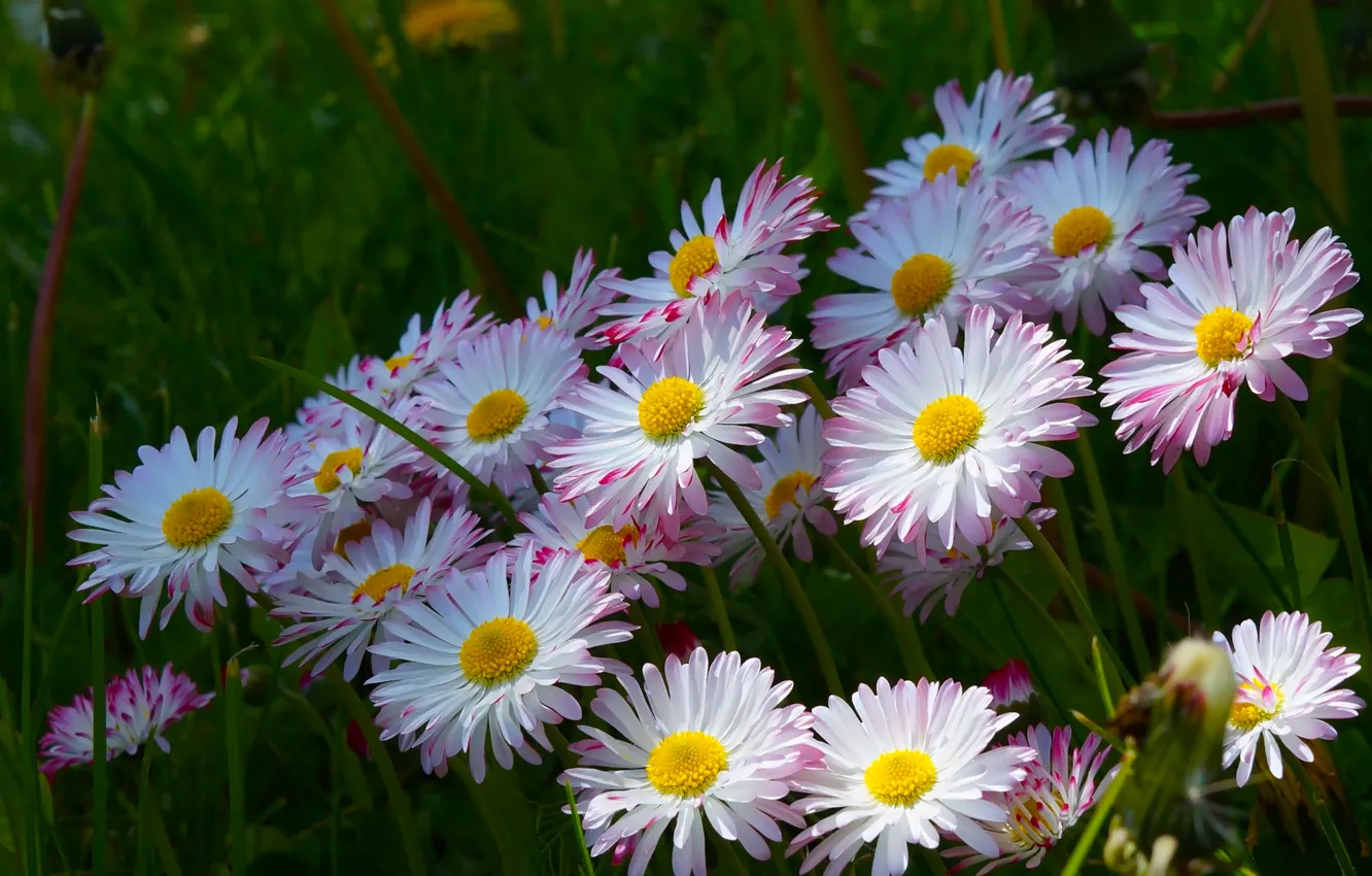 Photo wallpaper flower, meadow, blooming