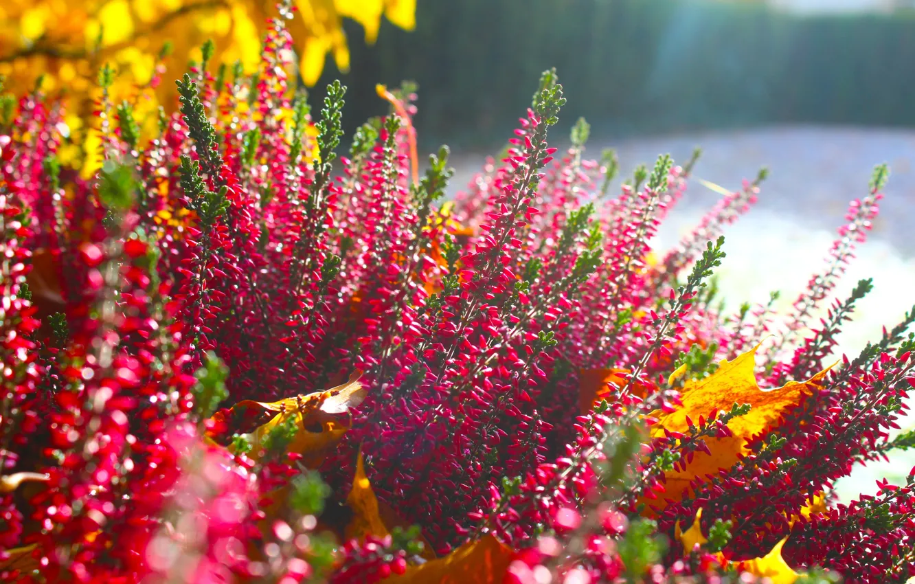 Photo wallpaper flower, autumn, garden, blooming