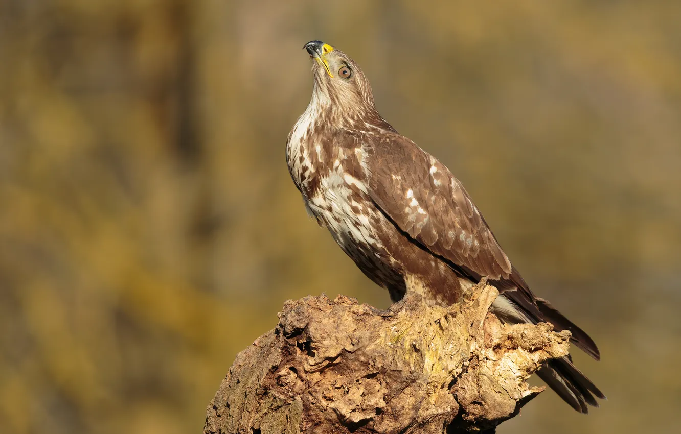 Photo wallpaper Birds, Hawk, Buzzard, Closeup, buzzard