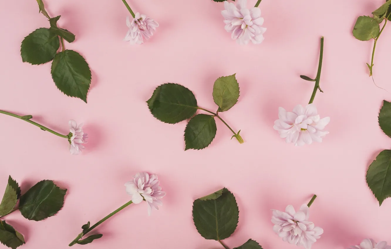 Photo wallpaper leaves, flowers, background, chrysanthemum