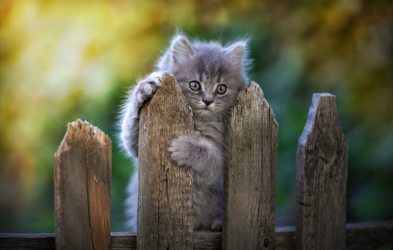 Photo wallpaper background, the fence, baby, kitty