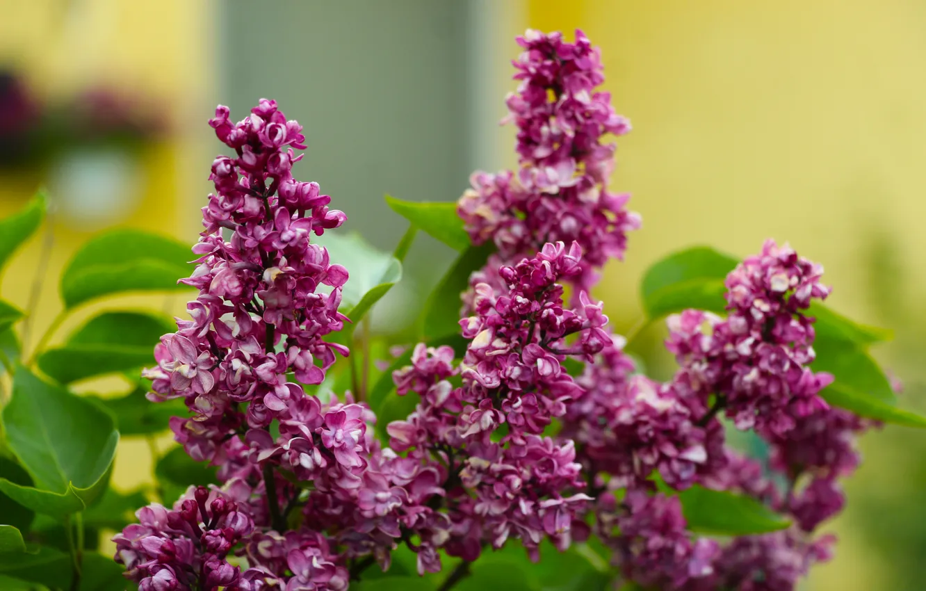 Photo wallpaper lilac, twig, blooming