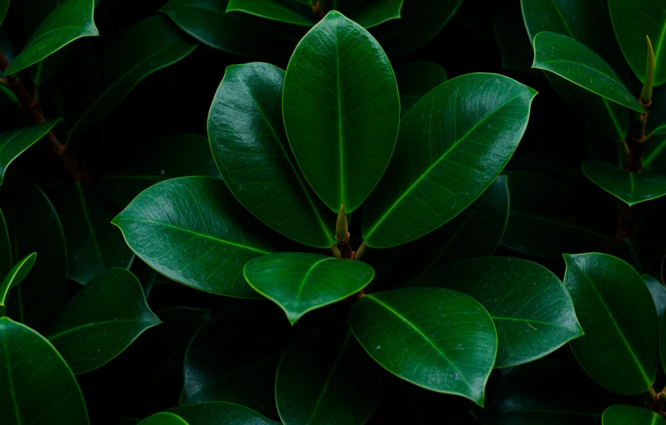 Photo wallpaper leaves, macro, green, green, Wallpaper, wallpaper, leaves, macro