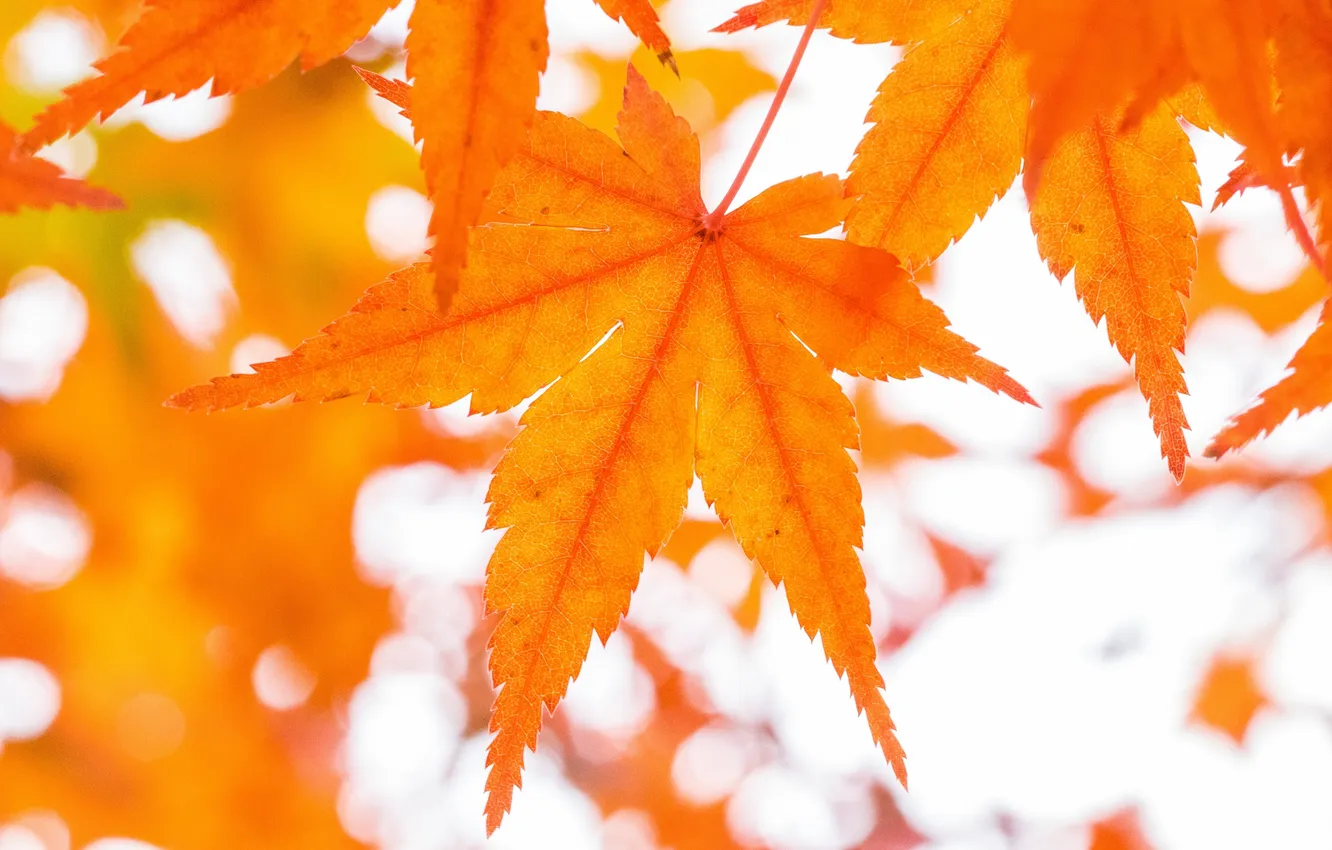 Photo wallpaper autumn, leaves, maple, orange leaves