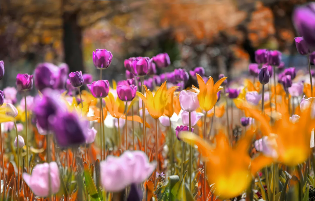 Photo wallpaper flowers, Park, meadow, tulips