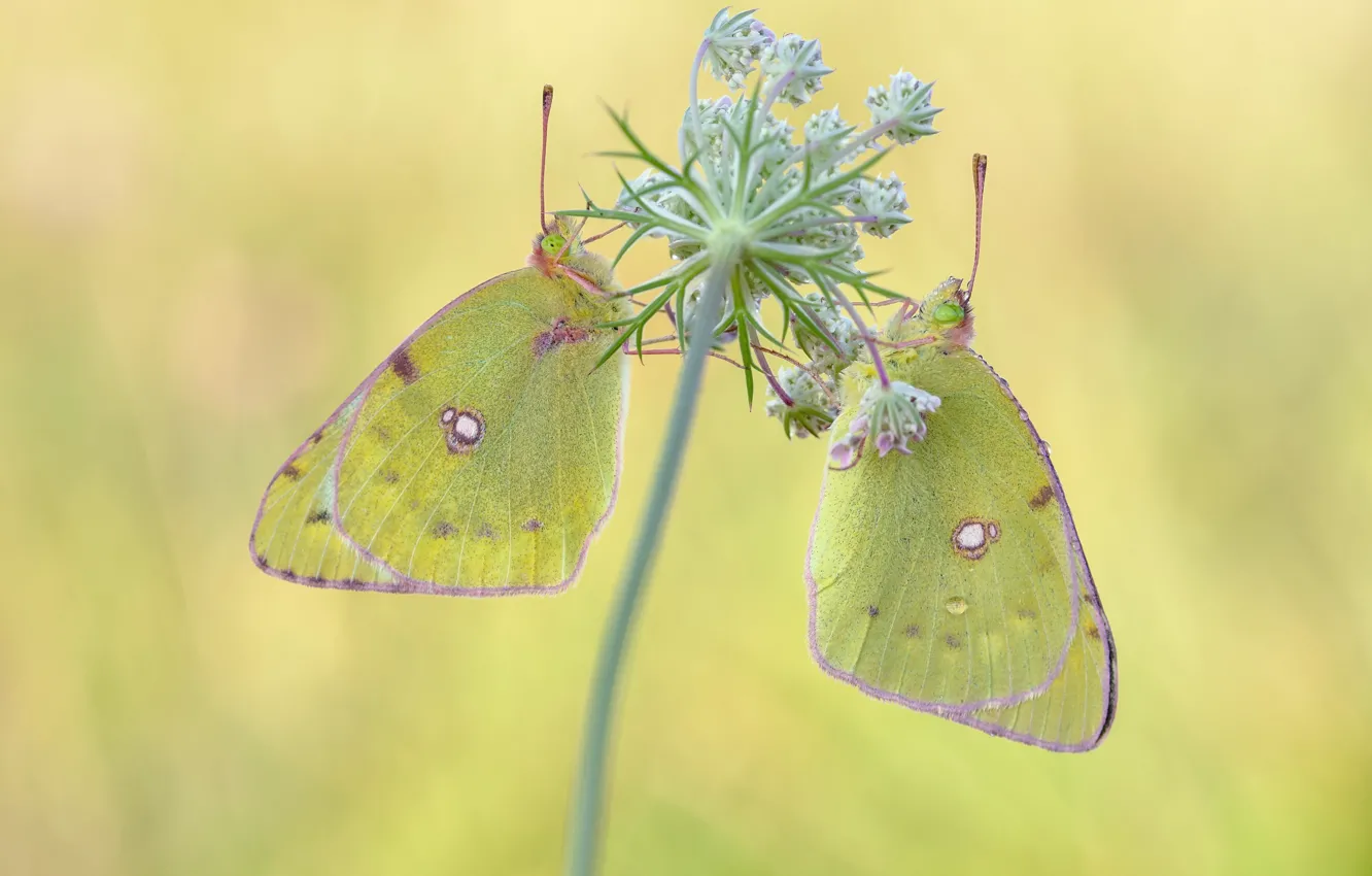 Photo wallpaper macro, flowers, green, butterfly, plant, stem, insect, a couple