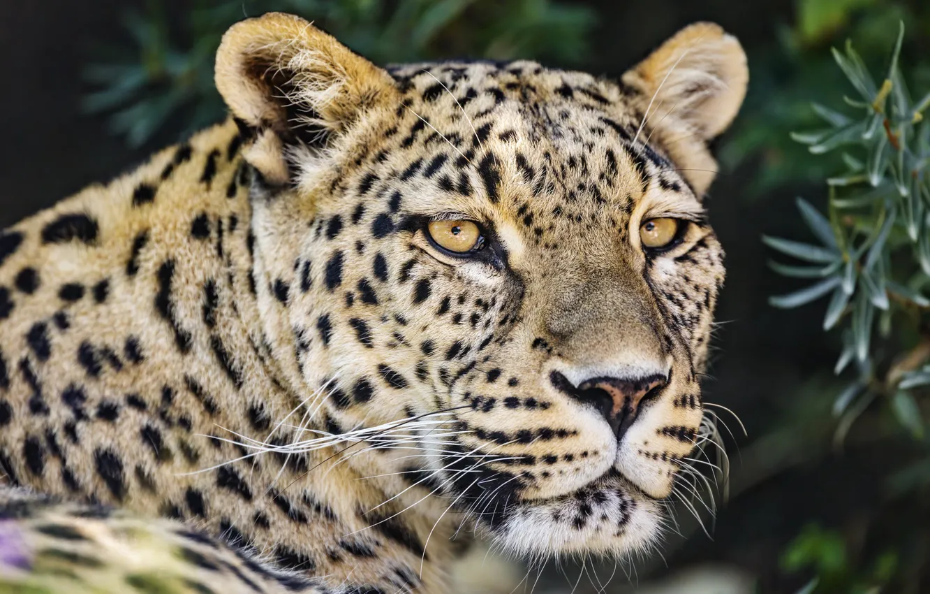 Photo wallpaper look, face, portrait, leopard