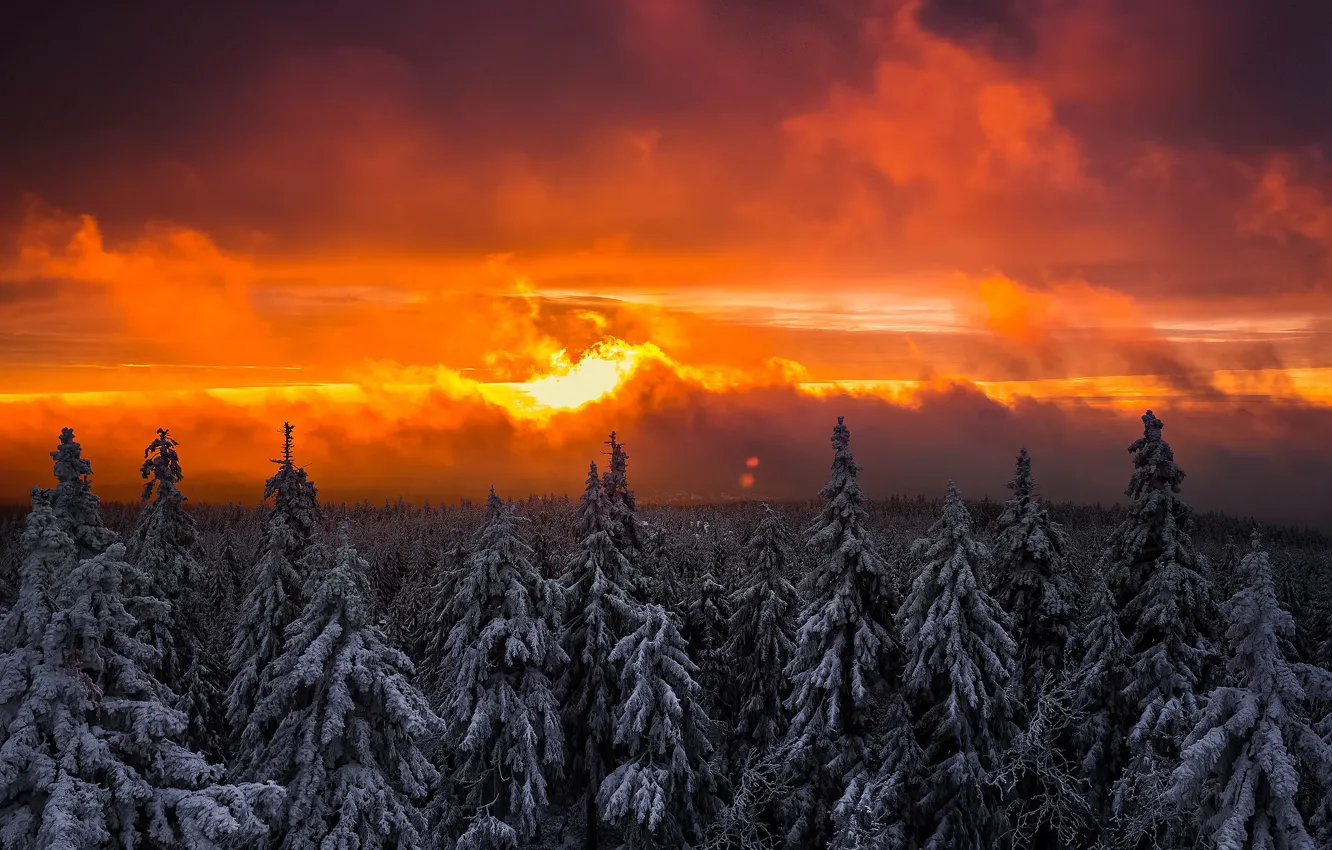 Photo wallpaper winter, forest, the sky, the sun, light, snow, sunset