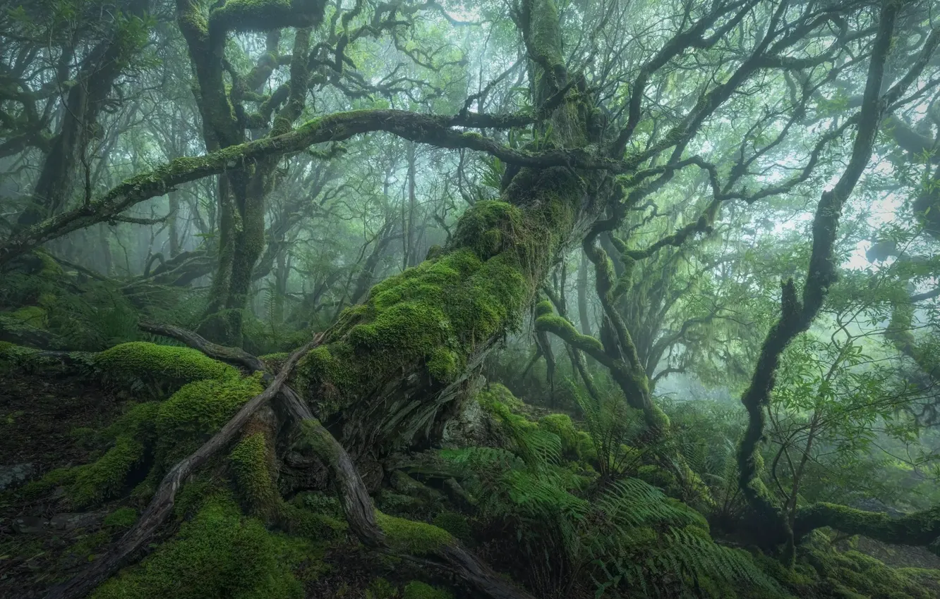 Photo wallpaper forest, trees, nature, fog, moss