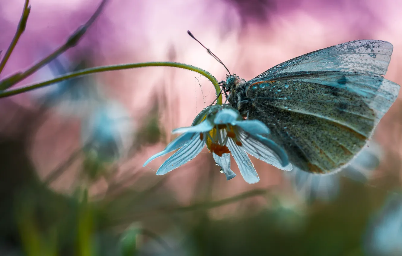 Photo wallpaper water, drops, macro, flowers, nature, butterfly