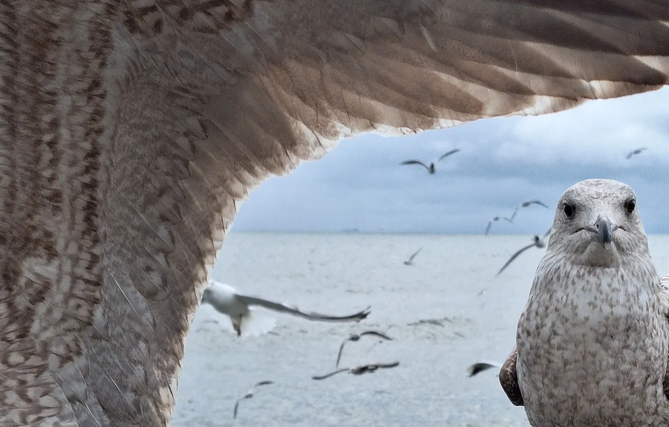 Photo wallpaper Sea, Seabirds, Currants